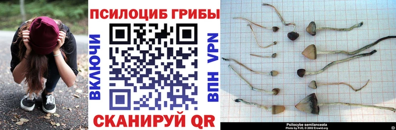 это наркотические препараты  купить наркоту  Кораблино  Псилоцибиновые грибы Psilocybine cubensis 